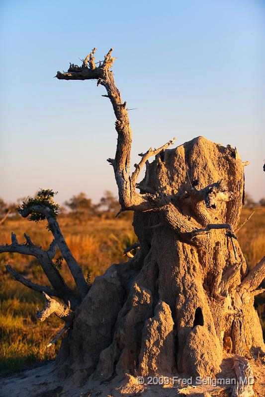 20090616_172945 D3 X1.jpg - Termite Mound, Selinda Spillway, Botswana